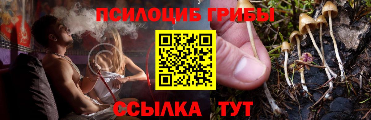 Псилоцибиновые грибы Psilocybe Советский